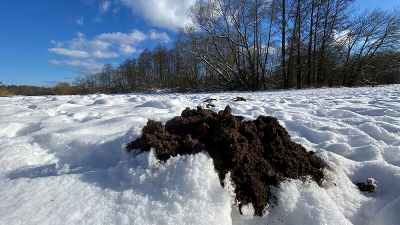 Mit seinen starken Schultermuskeln schiebt der Maulwurf Erde auch im Winter bei gefrorenem Boden problemlos nach oben.