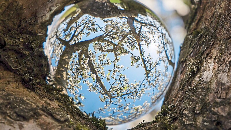 Die Glaskugel kann man nicht für jedes Motiv einsetzen weiß Hobby-Fotograf Hubert Aumeier. Für das April-Motiv, die Obstbäume an der Streuobstwiese am ehemaligen Kasernengelände, hat es aber funktioniert.