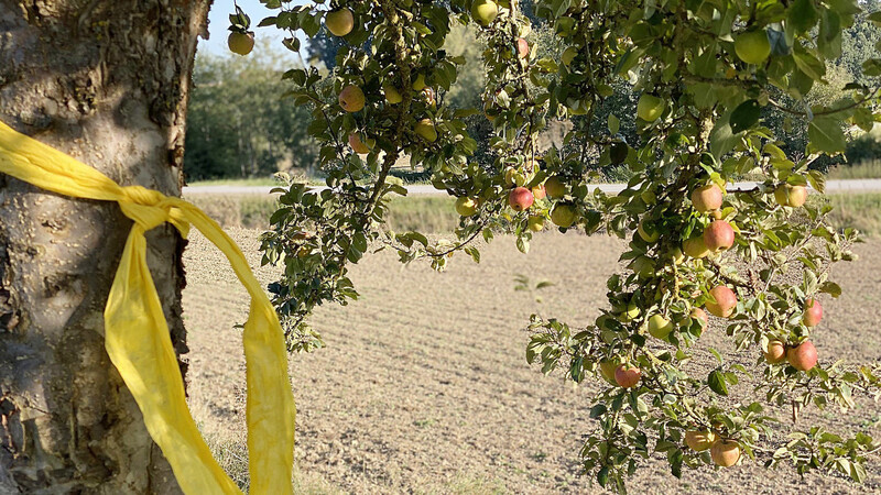 Mit dem Gelben Band gekennzeichnete Äpfel dürfen von jedem abgeerntet werden.