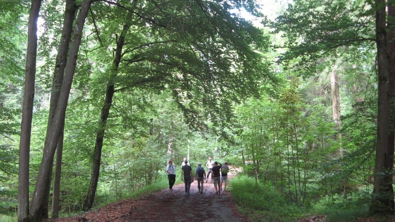 Unter schattigen Bäumen: Unterwegs im Munawald waren Vorstandsmitglieder der Ortsgruppe des Bund Naturschutzes mit Biologen und Landschaftsarchitekten.