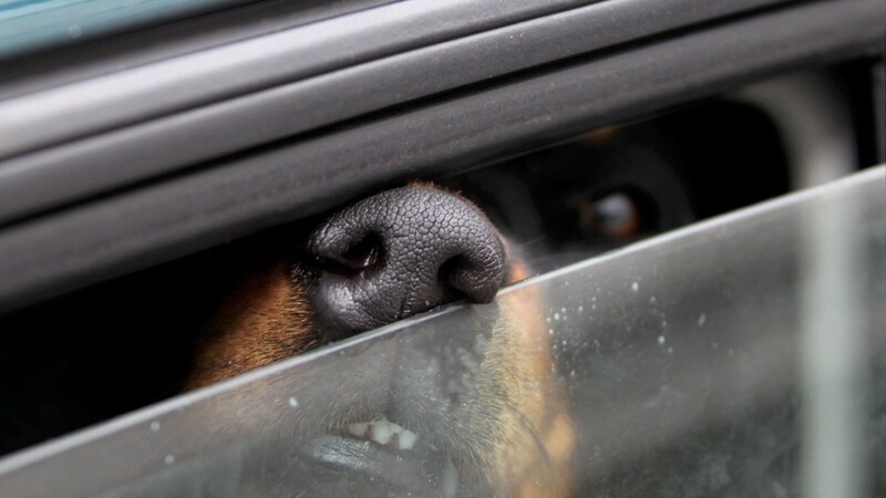 Die Regensburger Polizei musst am Sonntagmittag einen Hund aus einem Auto am Emmeramsplatz befreien. Das Tier war über längere Zeit in der Hitze des Wagens eingesperrt gewesen. (Symbolbild)