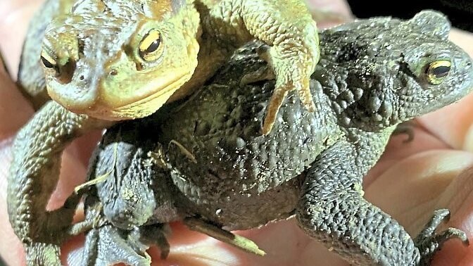 Um sie geht es: Zwei Erdkröten, die am Sonntagabend am Amphibienzaun eingesammelt wurden. Ihr Laichzug soll kein Leichenzug werden.