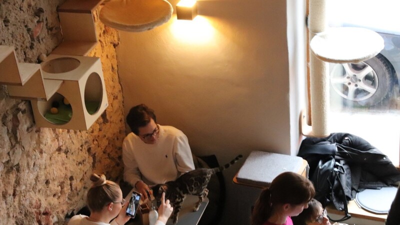 "Kaffee trinken mit Katzen" - das Regensburger Katzencafé in der Obermünsterstraße hat am 16. Januar eröffnet.