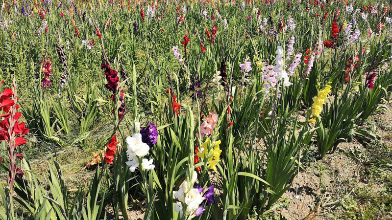 Wie man bei den Gladiolenfeldern sehen kann, kommen die Blütenhüllblätter außer in Blau, Braun und reinem Schwarz in allen Farben vor.