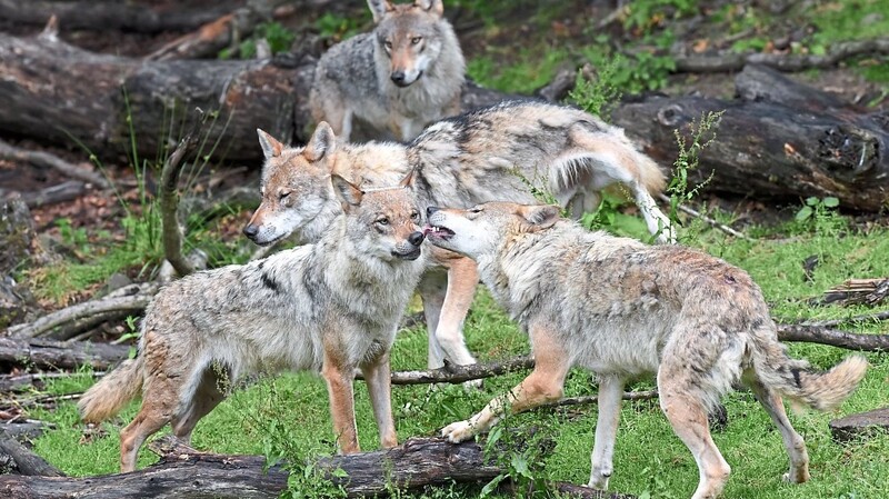Der Dokumentations- und Beratungsstelle des Bundes für den Wolf zufolge lebten 2021/22 in Deutschland insgesamt 158 Rudel.