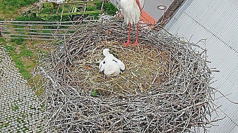 Ein einziges Storchenküken sitzt im Pfatterer Horst. Normalerweise bewacht immer ein Elternteil den Jungstorch in seinem Nest.