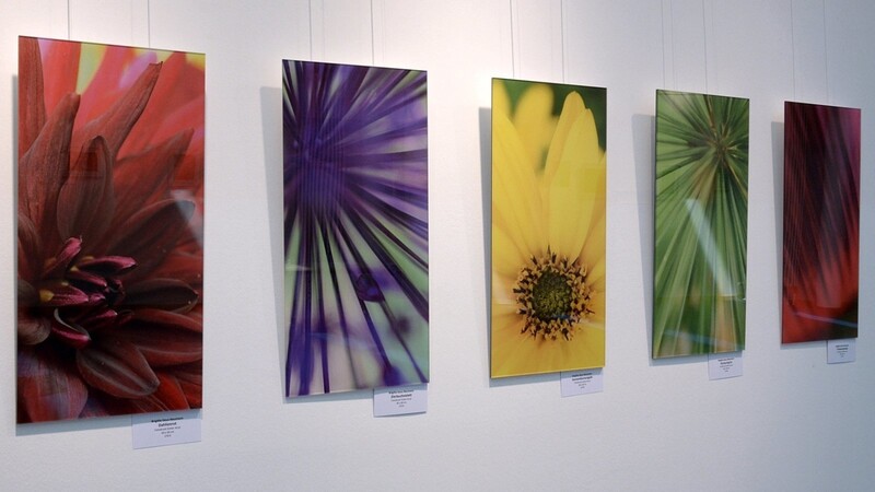 Farblich sortiert präsentieren sich die Zierpflanzen-Porträts von Brigitte Deus-Neumann.