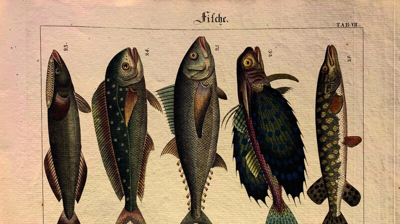 Diese fünf aufrechten Fische finden sich in Friedrich Philipp Wilmsens "Kupfer-Sammlung besonders zu F. P. Wilmsens Handbuch der Naturgeschichte für die Jugend und ihre Lehrer" aus dem Jahr 1821.