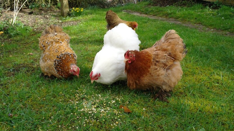 Im Garten ist nichts vor den Hühnern sicher. Körner, Gras, mit kahlen Stellen muss man also Rechnen.