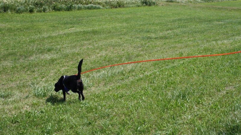 Personensuchhund Jimmy war bei der Suche am Radweg zwischen Furth und Arth im Einsatz.