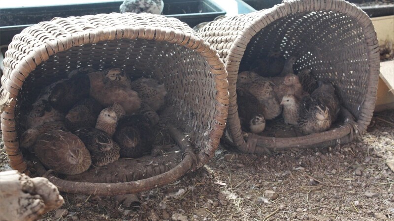 Kuschelplatz mit Eiergarantie: In diesen Körben tummeln sich die Wachteln zu Hauf.