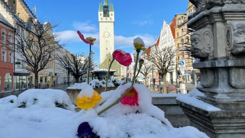 Die ersten Blumen blühen schon, am Mittwochvormittag waren sie auf dem Straubinger Stadtplatz allerdings mit Schnee überzogen.