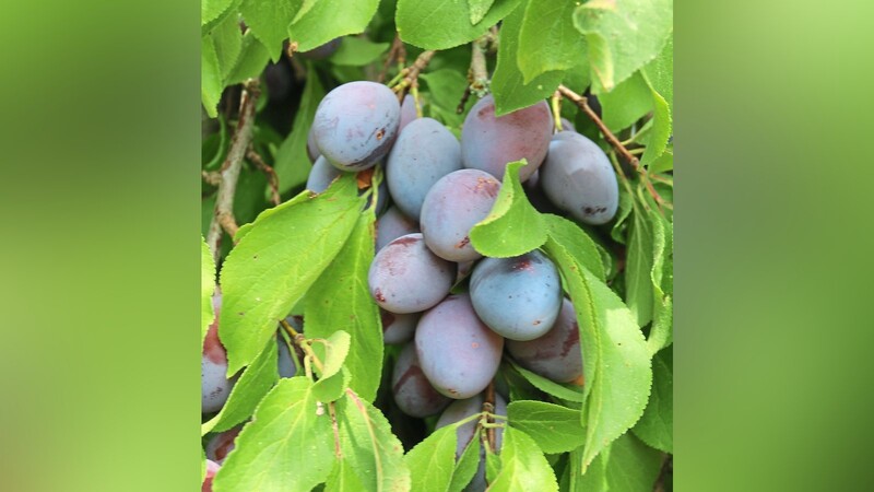 Auch in diesem Jahr verwöhnen uns die Zwetschgenbäume mit vielen süßen Früchten.