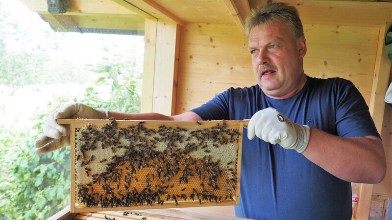 Immerhin gibt es dieses Jahr frischen Blütenhonig, freut sich Markus Pfeffer bei der Durchsicht der Bienenbeuten.