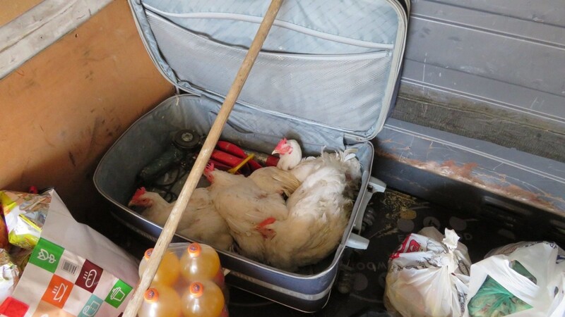 Die Hühner befanden sich in einem Koffer auf der Ladefläche und waren mit einem Seil aneinander gebunden.