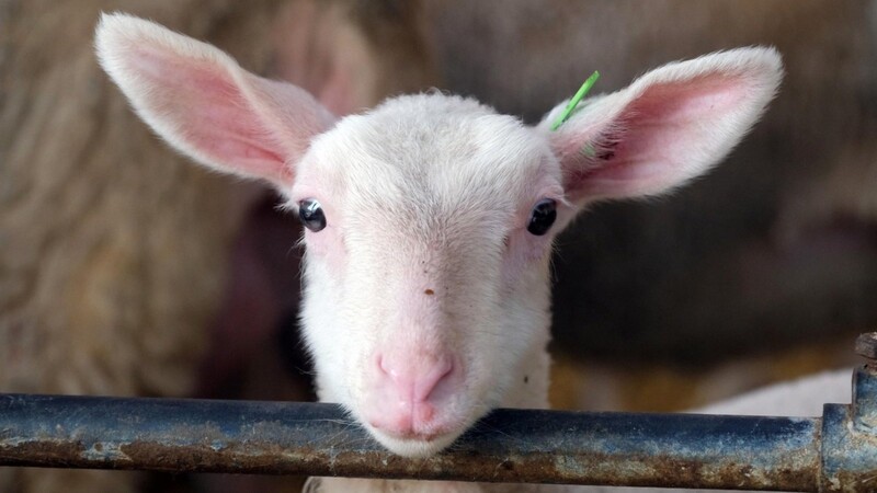 Unser Symbolbild zeigt ein Schaf in einem Stall. Auch in Stallungen verschaffen sich ungewollte tierische Besucher immer wieder Zugang.