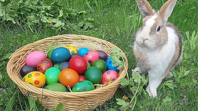Der Hase gehört zu Ostern wie bunt gefärbte Eier. Warum man die Kleintiere lieber symbolisch als Schokohase und nicht als lebendes Haustier verschenken soll, erklärt das Tierheim Heinzelwinkl in Landshut.