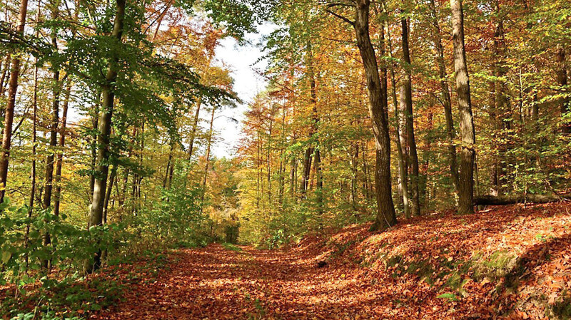 Das milde und schöne Herbstwetter lud zu Spaziergängen in der bunt gefärbten Natur ein. Dieses Foto wurde auf einem Waldweg in der Nähe von Herrnfehlburg aufgenommen. (Archivbild)