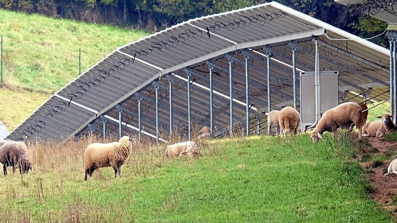 Auf einer Schafweide bieten vier Meter hohe Solarmodule den Tieren angenehmen Schatten, in der Nachbarschaft eines Wohnhauses kann die Freude darüber deutlich geringer ausfallen.