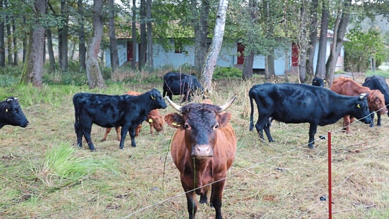 In den vergangenen Wochen haben die Rinder auf dem Campingplatz bereits fleißig gegrast.