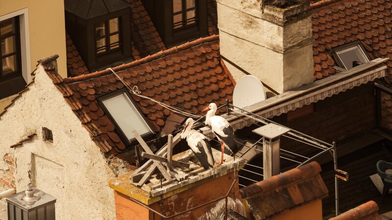 Ein Storchenpaar hatte sich für sein künftiges Penthouse ausgerechnet den Rathausgiebel ausgesucht. Schlechte Karten für das Vorhaben angesichts der laufenden Baustelle. Die Störche müssen jetzt anderswo auf Wohnungssuche gehen.  Foto: Markus Peitz