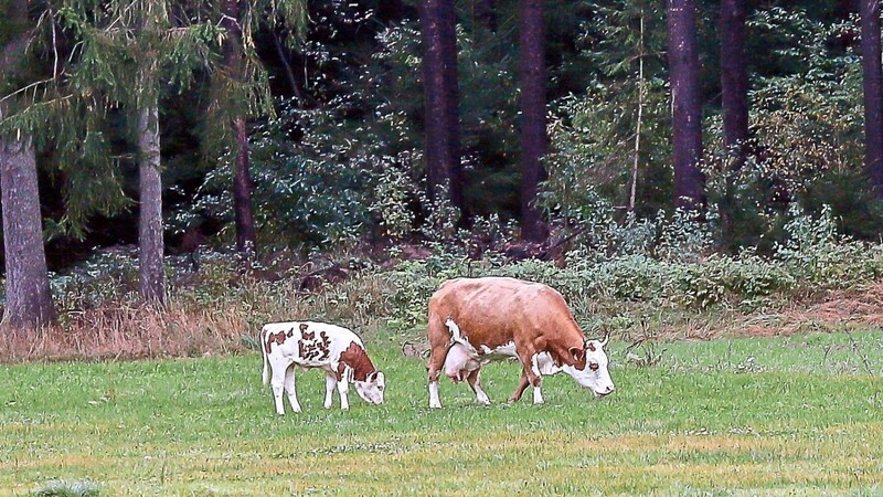 Friedlich grasen Kuh und Kalb auf einer Wiese bei Perschen (Kreis Schwandorf). Das Ungewöhnliche: Die Kuh ist vor etwa einem halben Jahr ausgebüxt, kalbte ab und lebt seither samt Nachwuchs in freier Wildbahn.