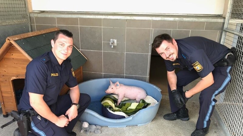 Die Polizisten konnten dieses kleine Schweinchen am Freitag in Geiselhöring einfangen.