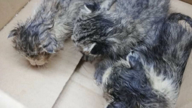 Das hier sind drei der Katzenbabys, die auf einem Garten in Mainburg gefunden worden waren.