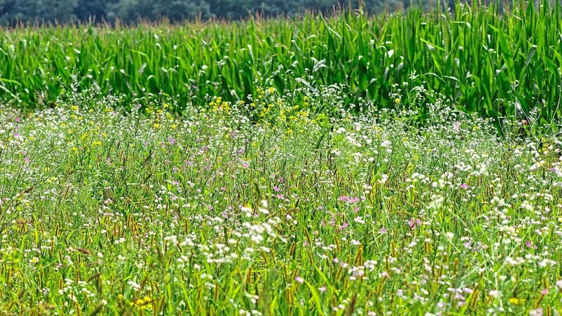 Nicht nur schön fürs Auge, sondern auch gut für die Natur: ein Blühstreifen neben einem Maisfeld.  Foto: dpa