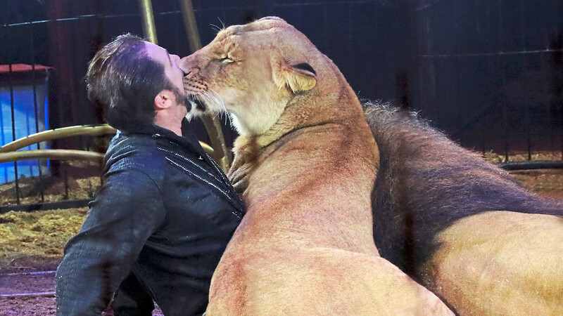 Martin Lacey jr. kuschelt mit seinen Löwen in der Manege.