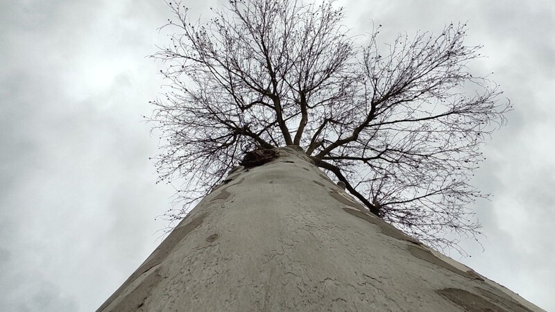 Moosburgs Stadtgärtner Michael Guyens hat die mehr als 4000 Bäume in einem Kataster erfasst und in verschiedene Kategorien eingeteilt.  Foto: Tobias Grießer