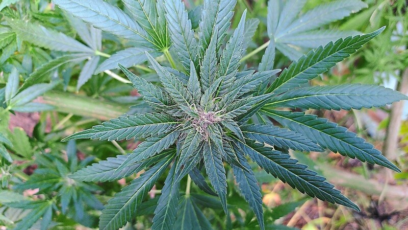 Auch der Eigenanbau von bis zu drei Cannabis-Pflanzen soll künftig erlaubt werden.