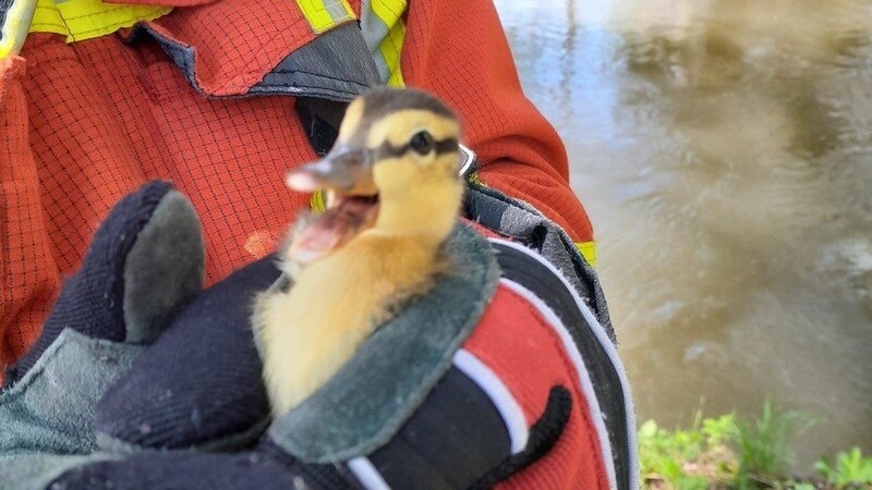 Die Feuerwehr rettete am Freitagmittag eine Entenfamilie von einem Bürogebäude in Landshut.