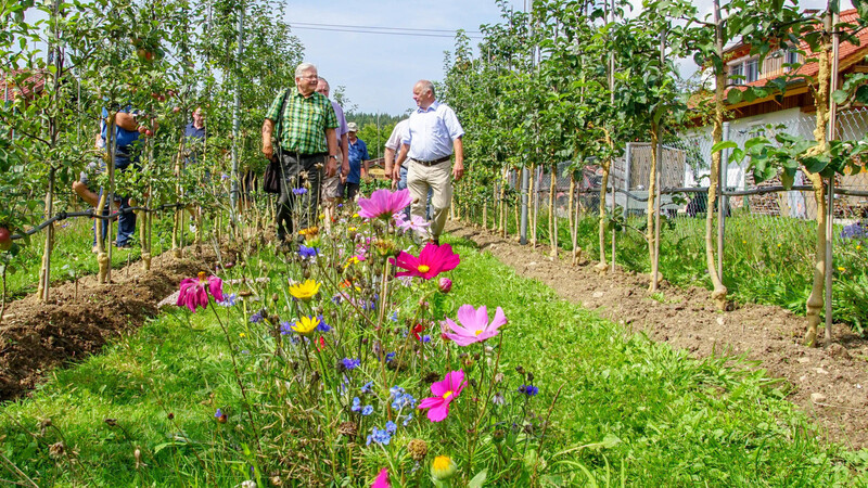 OGV-Mitglied Alois Vogl in seinem Obstgarten mit Vorzeigecharakter. Hier bewunderten im Vorjahr Pomologen seine Apfelspindelbäume mit den dazwischenliegenden Blühstreifen.