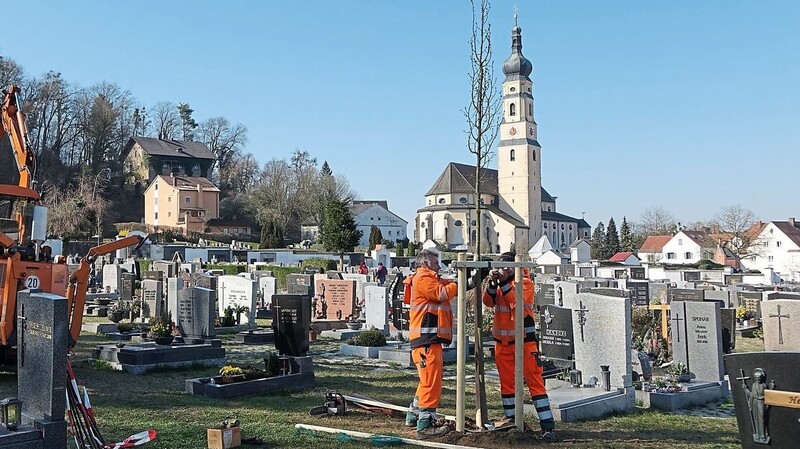 Für mehr Grün werden auf dem Deggendorfer Friedhof zusätzliche Bäume gepflanzt.