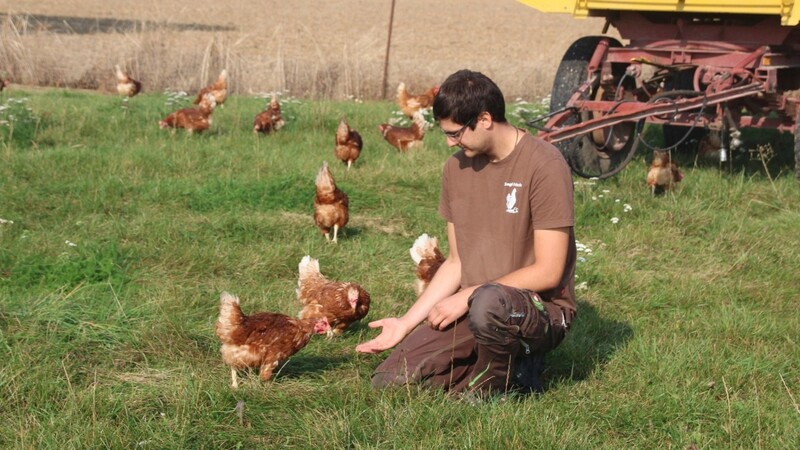Glückliche Hühner, die auf der Wiese herumlaufen - solche Bilder wie hier von Korbinian Stangl auf seinem Hof - gibt es derzeit nicht: Aufgrund der Aufstallungspflicht müssen die Tiere schon seit Wochen im Stall bleiben.