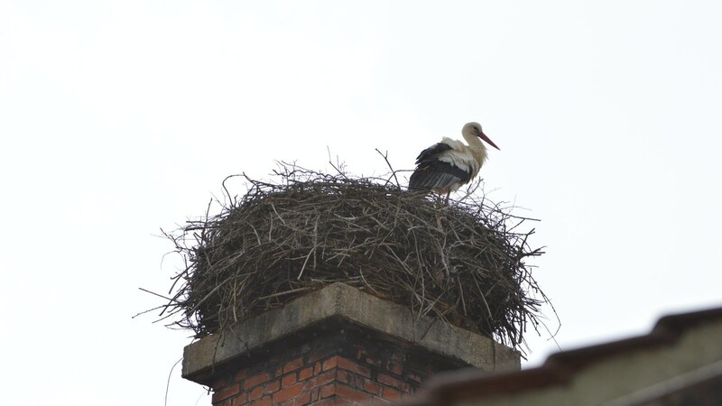 Das Nest in Pfeffenhausen ist bereits besetzt.