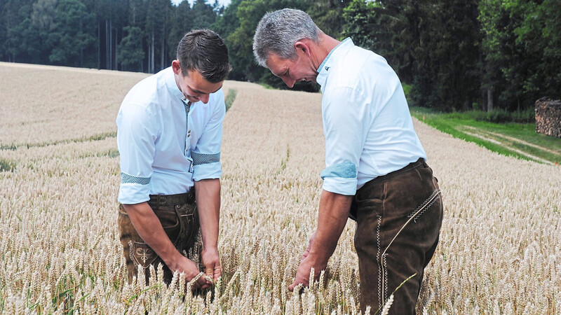 Landwirt Josef Stigler und sein Sohn Josef begutachten im Weizenfeld die Ähren. Sie sind erleichtert, denn nach der Trockenheit im Frühjahr kam der Regen.