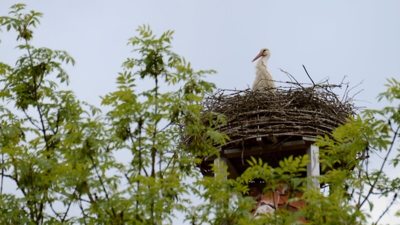 Einer der Störche im Nest auf dem Weytterturm.