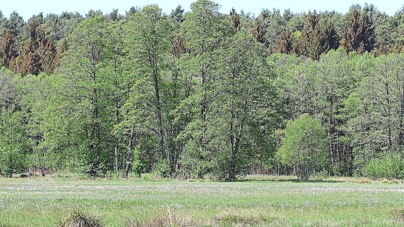 Im Forstmoos bei Aiglsbach läuft seit langem ein Großprojekt zur Erhaltung der speziellen Moorarten, aber auch der wunderschönen Landschaft. Neu aufgesetzt ist die Moorrenaturierung aus Klimaschutzgründen.