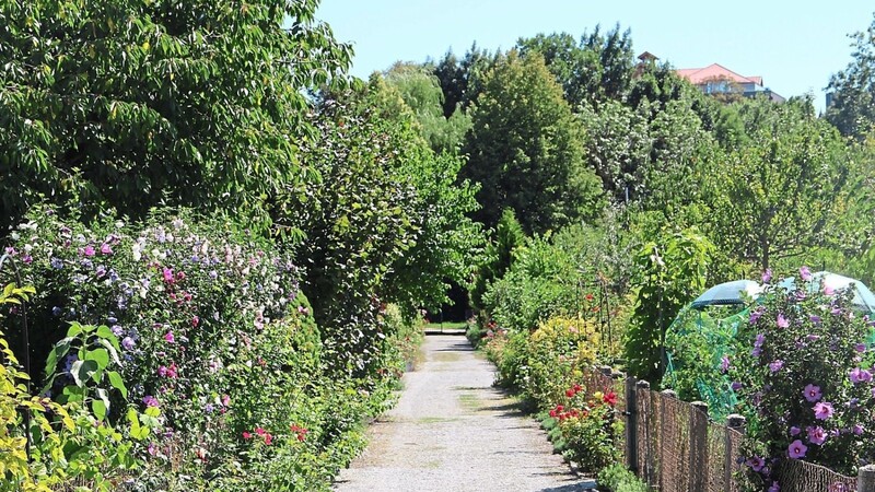 Die Kleingärten Am Hagen blühen, und Obstbäume und Beete sind voll mit frischen Erzeugnissen.