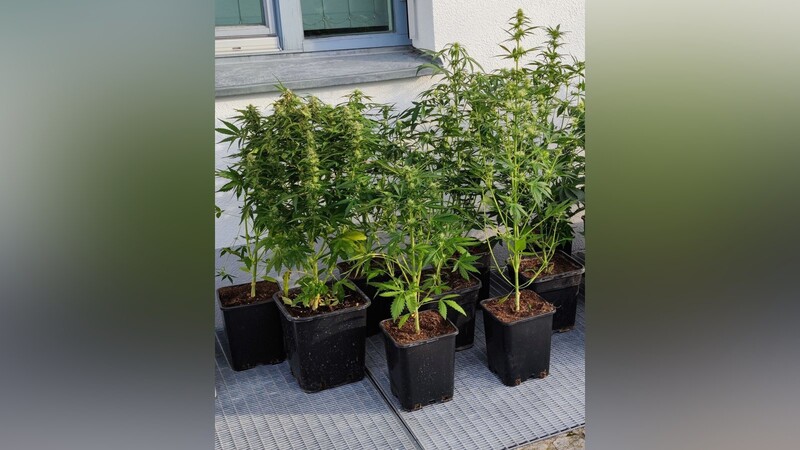 Die Polizei fand bei einem 51-Jährigen aus dem Altlandkreis Kötzting mehrere Cannabispflanzen.