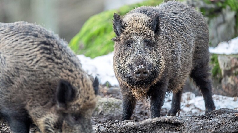Die afrikanische Schweinepest bringt Herausforderungen für die Biosicherheit mit sich.