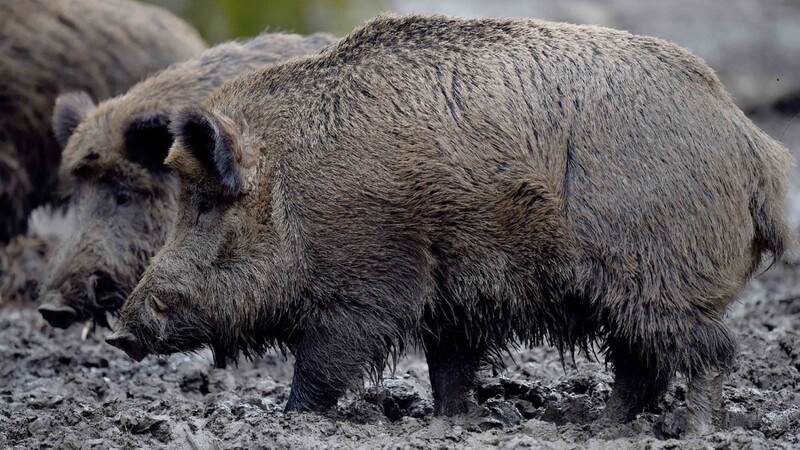 Mitten in der Nacht auf Donnerstag irrten plötzlich vier Wildschweine bei Deggendorf über die Autobahn A92. Die Folge waren mehrere Unfälle. Drei der Tiere wurden hierbei getötet. (Symbolbild)