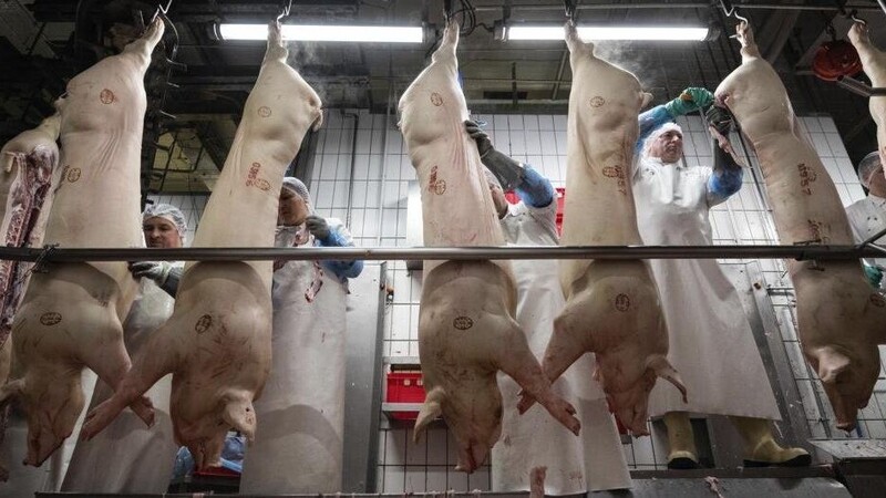 Mitarbeiter eines Schlachthofs zerteilen am Fließband hängende Schweine.