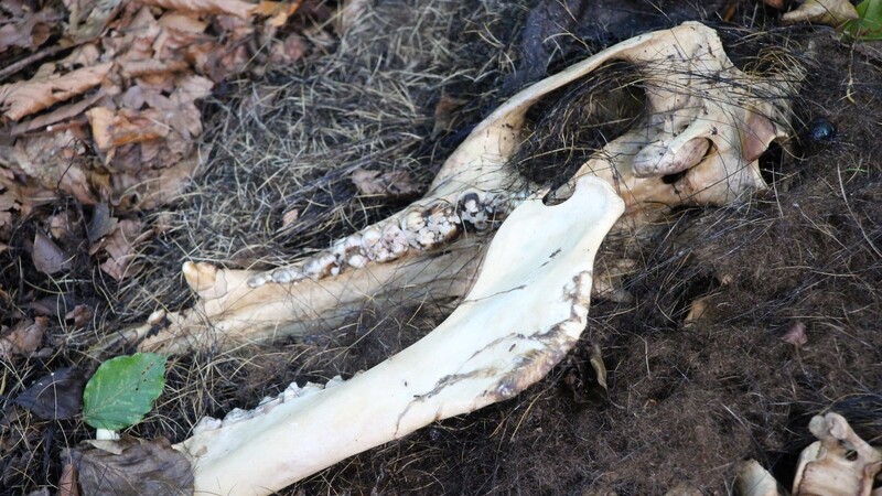 Ein Kranz von Borsten liegt um den Wildschweinschädel. Das Tier ist seit zwei Monaten tot.
