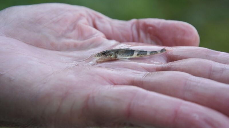 Streber gelten als stark gefährdet. 2.000 Exemplare der seltenen Fischart sind nun in der Isar bei Landau ausgewildert worden.