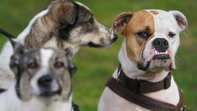 Ein Hundebesitzer hat eine mögliche Vergiftung seiner Vierbeiner angezeigt.