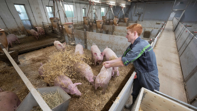 Noch 2022 soll ein staatliches Tierhaltungskennzeichen auf den Weg gebracht werden, an dem Verbraucher erkennen können, unter welchen Bedingungen, das Fleisch, das auf ihrem Teller landet, erzeugt wurde.