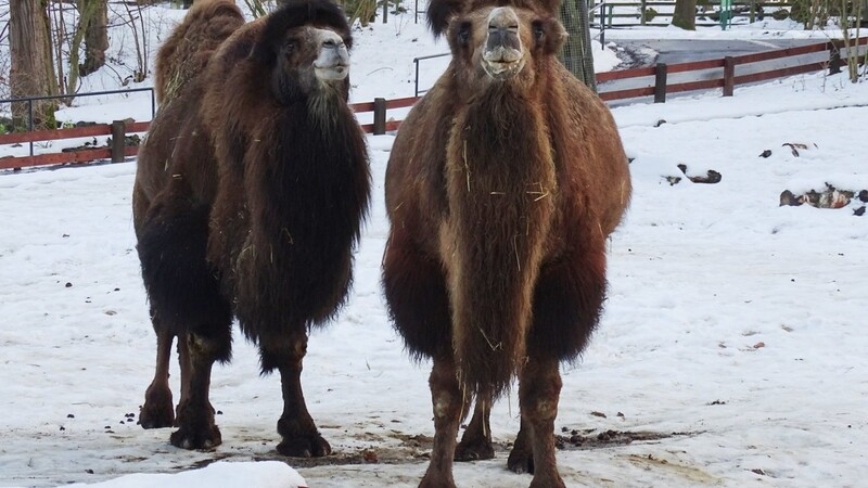 Die Trampeltiere, hier Eddy und Paley, schützen sich mit einem dicken Fell gegen die Kälte. (Archivbild)